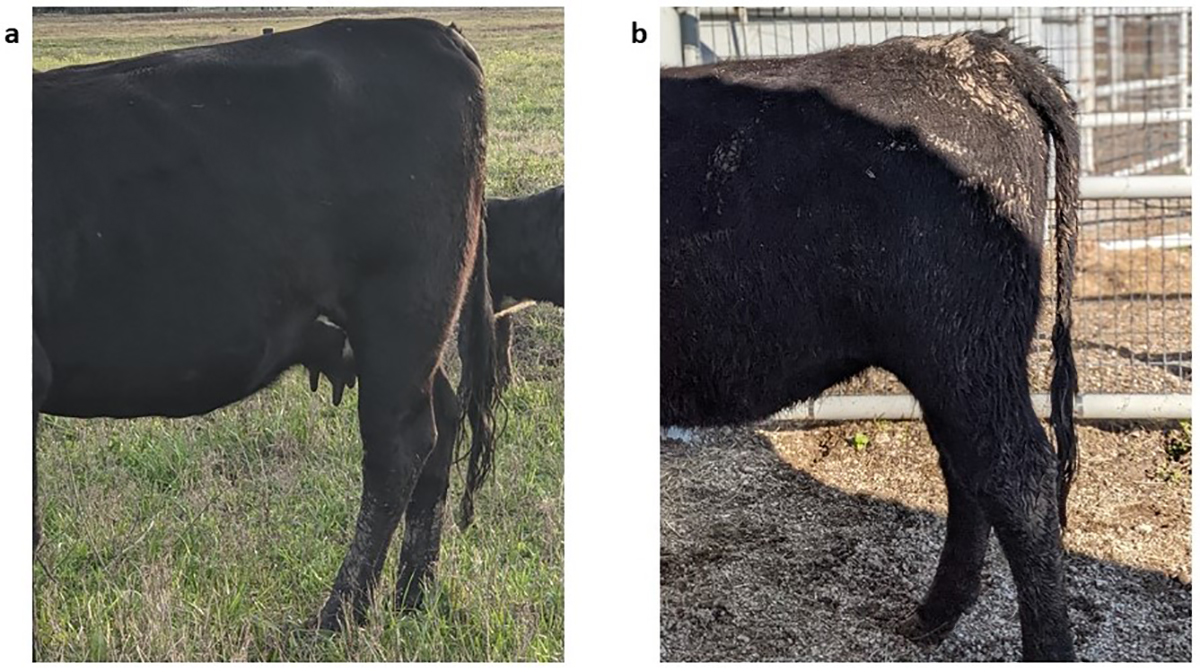smooth vs rough tailhead figure for heat detection article - no words - croppedjpg